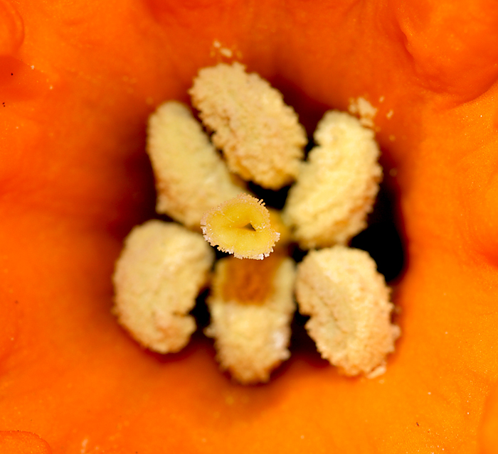 68